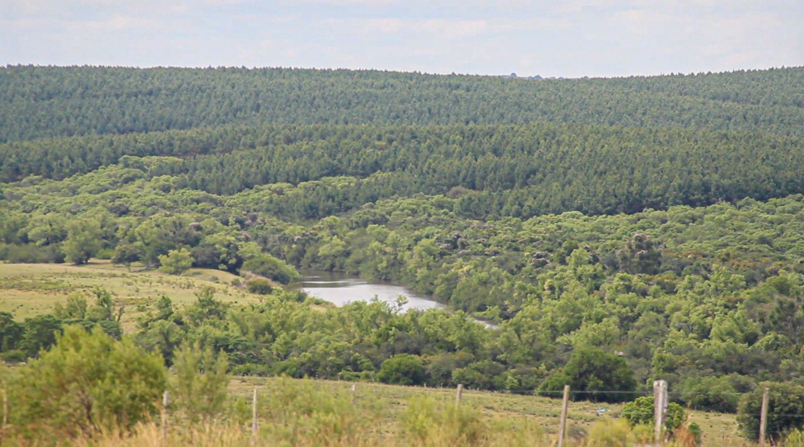Monocultivos en Rivera, Uruguay.