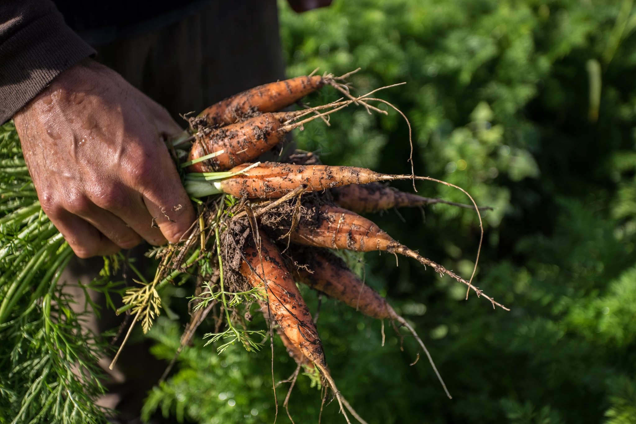 Zanahorias Aldea Avati
