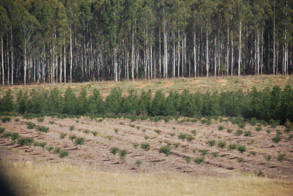 Forestación
