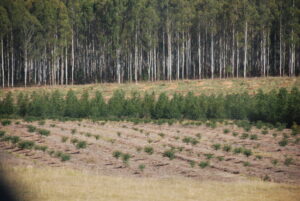 Forestación