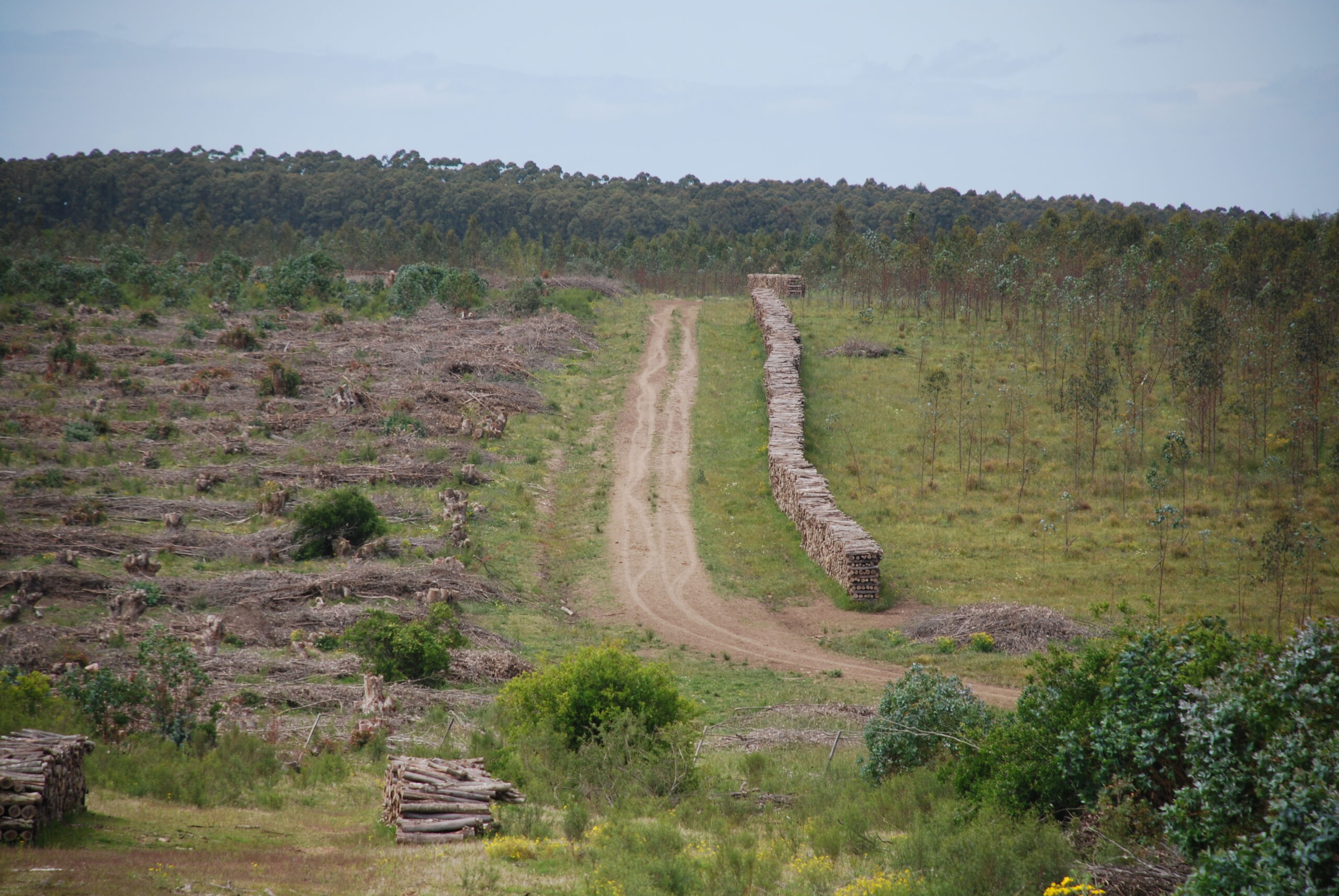 Forestación