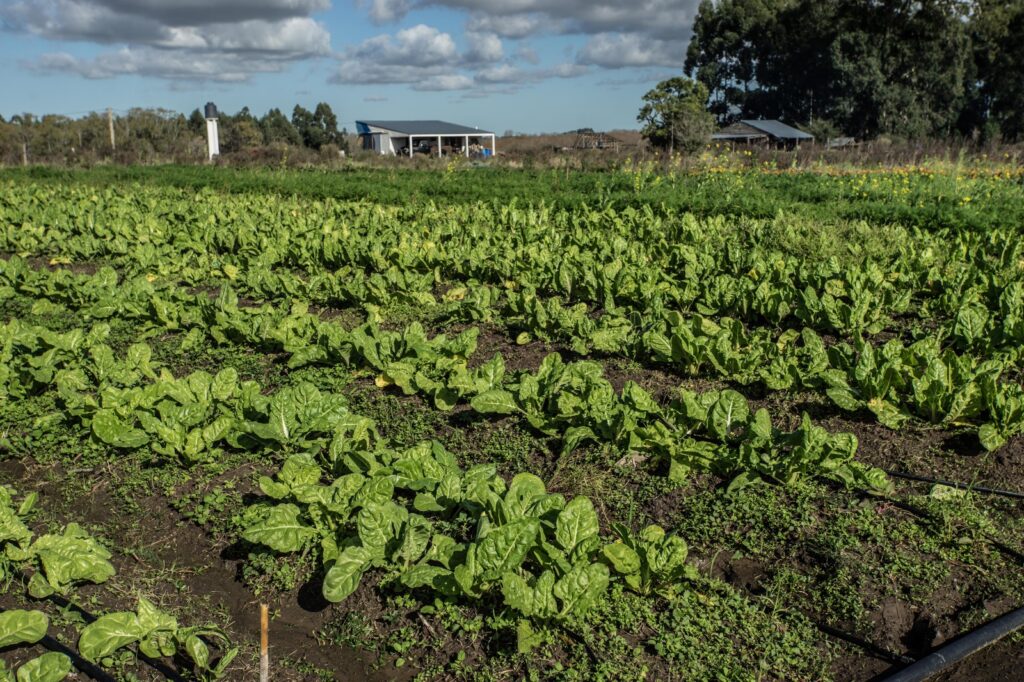 Agroecologia en Uruguay Agroecología semillas