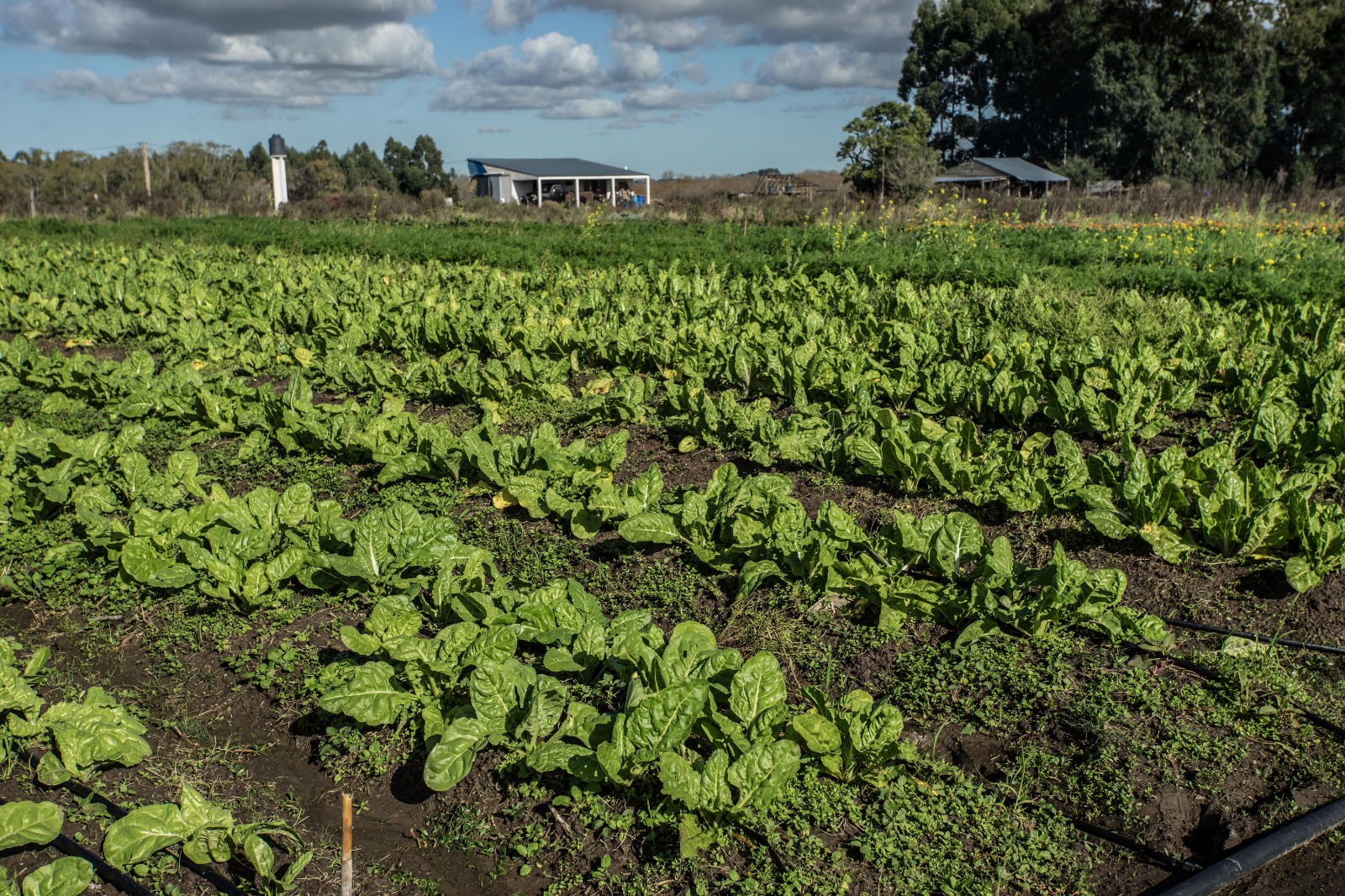 Agroecología semillas